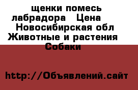 щенки помесь лабрадора › Цена ­ 1 - Новосибирская обл. Животные и растения » Собаки   